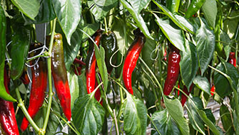Los cultivos de jardín más destacados del año