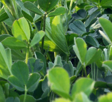 Ensayo de Polysulphate con Alfalfa en suelo franco limoso en EUA