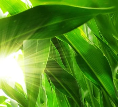 Ensayos de Polysulphate con maíz en Arcilla Limosa de Okolona
