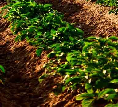 Ensayos de Polysulphate con Papas en Suelo Franco Arenoso