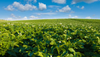 Polysulphate: Perfecto para Producción de NPK