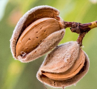 Ensayos de Agrocote<sup>®</sup> Mejoran Retorno de Inversión en Almendra