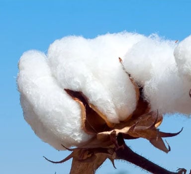 Ensayos de Polysulphate con Algodón en Arcilla Arenosa en EUA