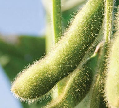 Ensayos de Polysulphate con Soya en Argentina