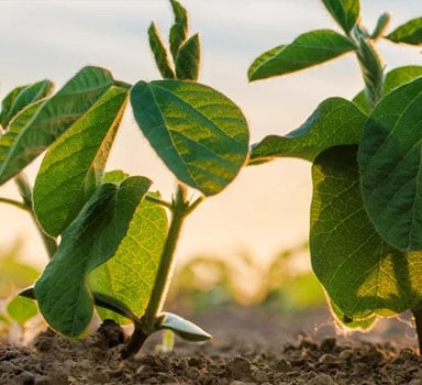 Ensayos de Polysulphate con Soya en Paraguay