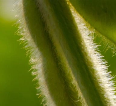 Ensayos de Polysulphate con Soya en Brasil