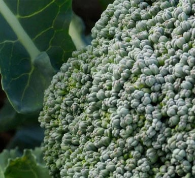 Ensayos de Polysulphate con Brócoli en Francia