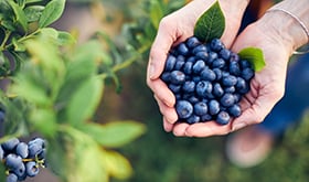 Arándano azul (Blueberry)