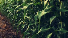 Webinar: Macronutrientes Secundarios en Nutrición Plantas