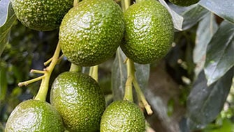 Aguacate