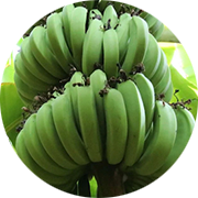 Plátano (Banano)