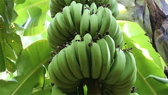 Plátano (Banano)