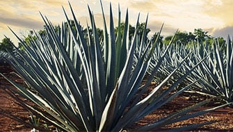Agave