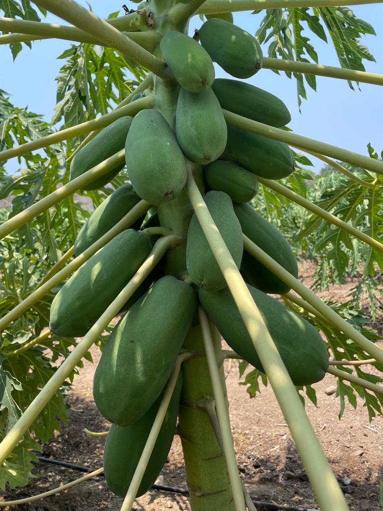 Grandes Resultados de las Experiencias con Productores de Papaya en México