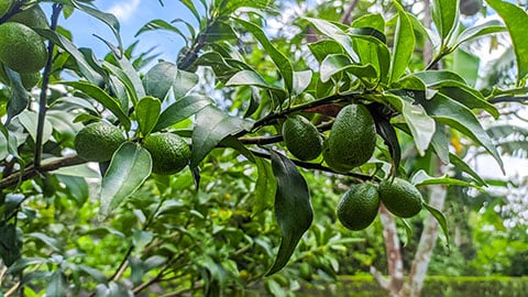 Planes de Nutrición Innovadores para Cultivos de Aguacate en Latinoamérica