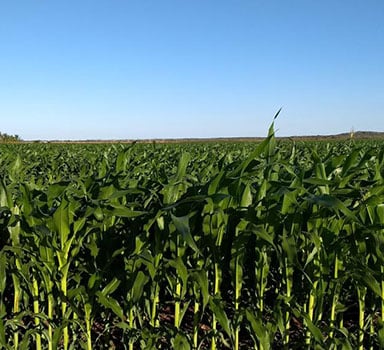 Ensayo de Polysulphate con Maíz en México