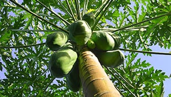 Papaya