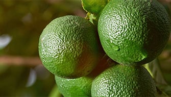 Limón