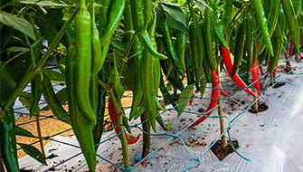Chiles verdes y picosos