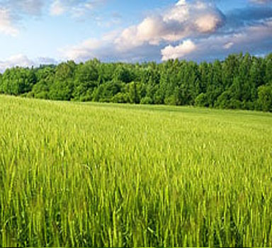 Ensayos de Polysulphate con Trigo de Invierno en Gran Bretaña