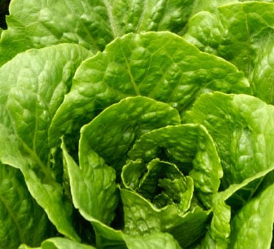 Ensayos de Polysulphate con Lechuga en Israel