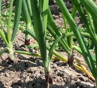 Ensayo de Agrocote<sup>®</sup> Max con Cebolla Cambray