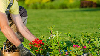 Fertilizantes de Liberación Controlada: Mejor Desempeño en Horticultura Ornamental