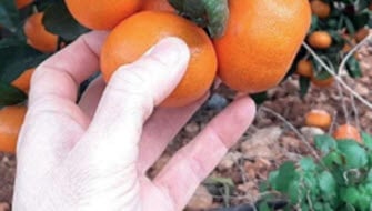 El rumbo hacia un rendimiento mayor y sustentable en producción de cítricos