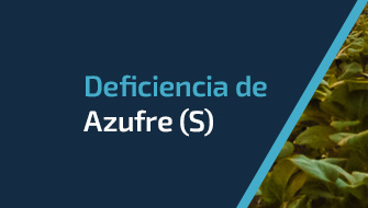 Entendiendo y Controlando la Deficiencia de Azufre (S)