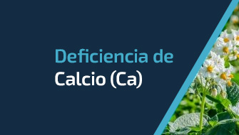 Entendiendo y Controlando la Deficiencia de Calcio (Ca)