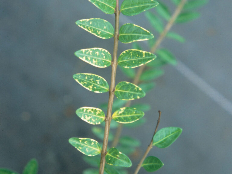 Clorosis deficiencia de Boro