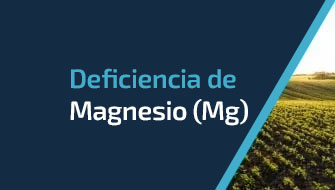 Entendiendo y Controlando la Deficiencia de Magnesio (Mg)