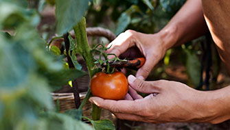 Diseñando el programa de fertilización de cultivos correcto