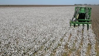 Desbloqueando el Potencial del Cultivo de Algodón con Potasio (K) Foliar