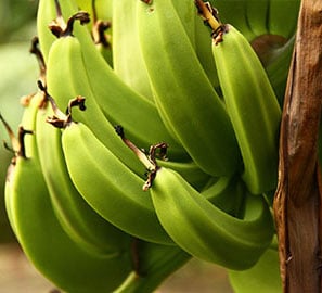 Ensayo de Nova PeKacid con Banano en Suelo Arcilloso