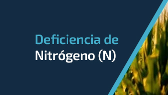 Entendiendo y Controlando la Deficiencia de Nitrógeno (N)