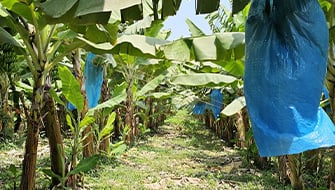 El Campo Mexicano con Tecnología de Vanguardia Mundial
