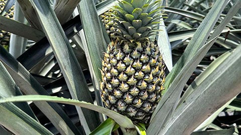 Piña (Ananas)