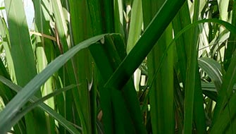 Productor de Jalisco da testimonio sobre Polysulphate y Nutrivant en caña de azúcar