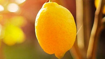 Resultados de la aplicación de Nova PeKacid y Agrolution pHLow