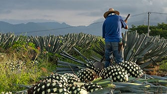 Los 10 Retos de la Agricultura Mexicana
