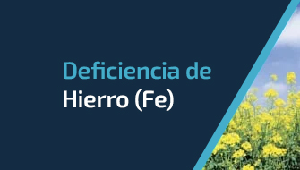 Entendiendo y Controlando la Deficiencia de Hierro (Fe)
