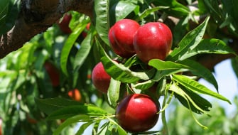 Nectarina