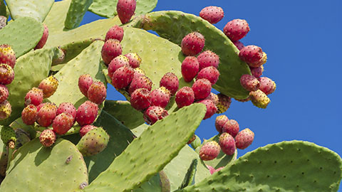 Nopal
