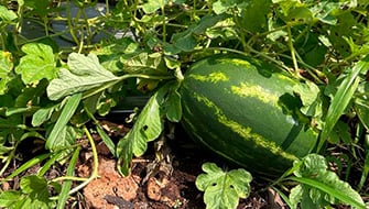 Seminario de Nutrición Eficiente de Cultivos con Tecnologías ICL