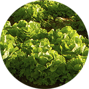 Lechuga