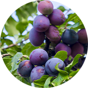 Árboles Frutales