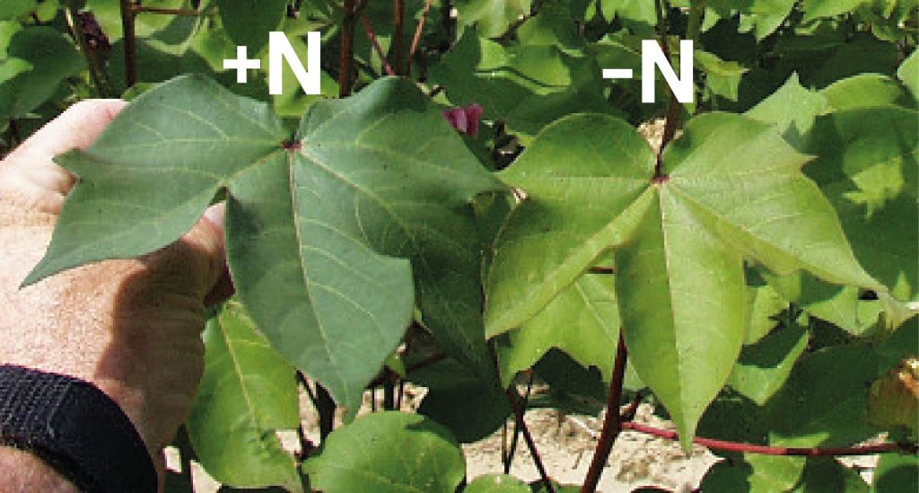 Deficiencia de Nitrogeno en algodón