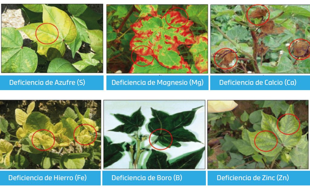 Deficiencia de Micronutrientes en algodón