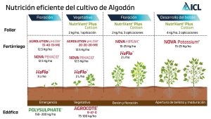 Programa nutricional del cultivo de algodón